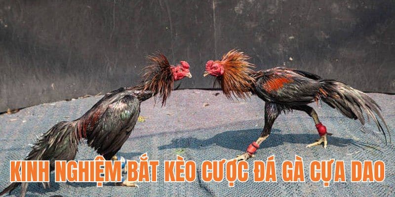 Một số kinh nghiệm bắt kèo cá cược chọi gà cựa dao